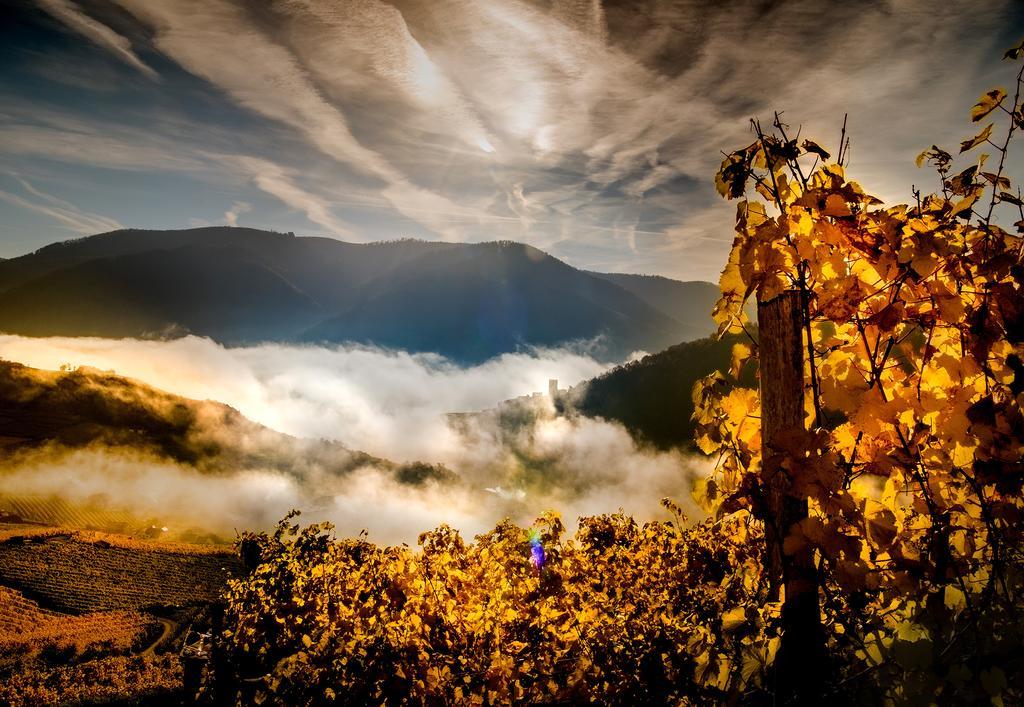 Weingut Donabaum "In Der Spitz" Leilighet Spitz an der Donau Eksteriør bilde